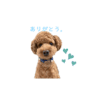 トイプードルミントくん（個別スタンプ：14）