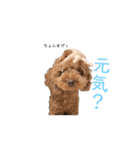 トイプードルミントくん（個別スタンプ：15）