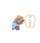 トイプードルミントくん（個別スタンプ：16）