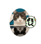 ひまわりのんた（個別スタンプ：4）