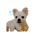 くーちゃんLINEスタンプ2（個別スタンプ：1）