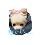 くーちゃんLINEスタンプ2（個別スタンプ：2）