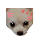 くーちゃんLINEスタンプ2（個別スタンプ：3）