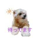 くーちゃんLINEスタンプ2（個別スタンプ：9）