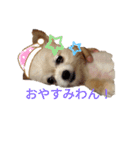 くーちゃんLINEスタンプ2（個別スタンプ：15）