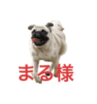 marutan0704（個別スタンプ：1）