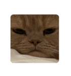 ねこ(もっちゃん)（個別スタンプ：3）