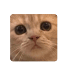 ねこ(もっちゃん)（個別スタンプ：5）