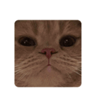 ねこ(もっちゃん)（個別スタンプ：7）