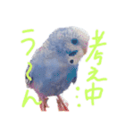 すけかく5（個別スタンプ：3）