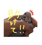 すけかく5（個別スタンプ：5）
