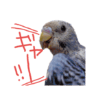 すけかく5（個別スタンプ：8）
