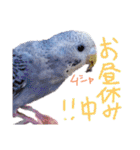 すけかく5（個別スタンプ：17）