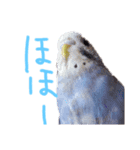 すけかく5（個別スタンプ：18）