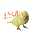 すけかく5（個別スタンプ：24）