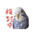 すけかく5（個別スタンプ：25）