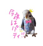 すけかく5（個別スタンプ：27）