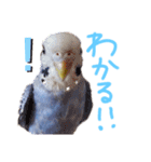 すけかく5（個別スタンプ：32）