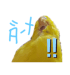 すけかく5（個別スタンプ：37）