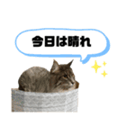 猫と子供（3）（個別スタンプ：1）