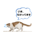 猫と子供（3）（個別スタンプ：3）