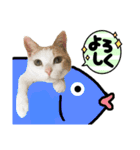 猫と子供（3）（個別スタンプ：6）