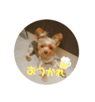 ヨーキーラフラの日常2（個別スタンプ：4）