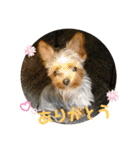 ヨーキーラフラの日常2（個別スタンプ：5）