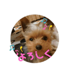 ヨーキーラフラの日常2（個別スタンプ：7）