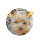 ヨーキーラフラの日常2（個別スタンプ：20）