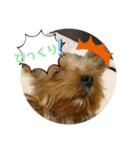 ヨーキーラフラの日常2（個別スタンプ：22）