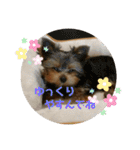 ヨーキーラフラの日常2（個別スタンプ：27）