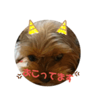ヨーキーラフラの日常2（個別スタンプ：28）