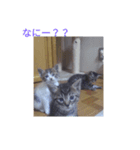 ネコネコ缶（個別スタンプ：5）