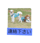 ムサシ＆くぅ秋（個別スタンプ：4）