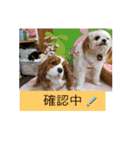 ムサシ＆くぅ秋（個別スタンプ：6）