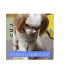 ムサシ＆くぅ秋（個別スタンプ：8）