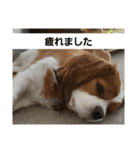 ムサシ＆くぅ秋（個別スタンプ：10）