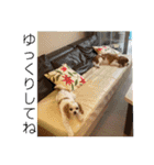 ムサシ＆くぅ秋（個別スタンプ：13）