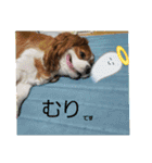 ムサシ＆くぅ秋（個別スタンプ：15）