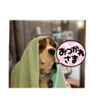 ムサシ＆くぅ秋（個別スタンプ：16）