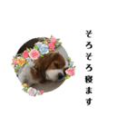 ムサシ＆くぅ秋（個別スタンプ：17）