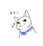 猫好きによるLINEスタンプ（個別スタンプ：13）