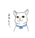 猫好きによるLINEスタンプ（個別スタンプ：14）