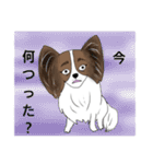 猛犬モモちゃんVer.2（個別スタンプ：17）