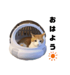ちこの家族とおまけ（個別スタンプ：1）