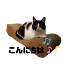 ちこの家族とおまけ（個別スタンプ：15）
