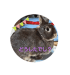 うさ＆ラビィ②（個別スタンプ：2）
