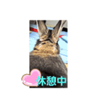 うさ＆ラビィ②（個別スタンプ：4）