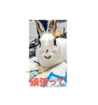 うさ＆ラビィ②（個別スタンプ：10）